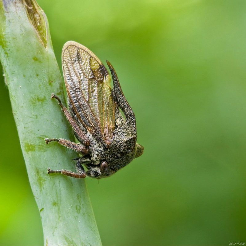 горбатка, dornzikade, , buckelzirpen, buckelzikaden, treehopper, \\\