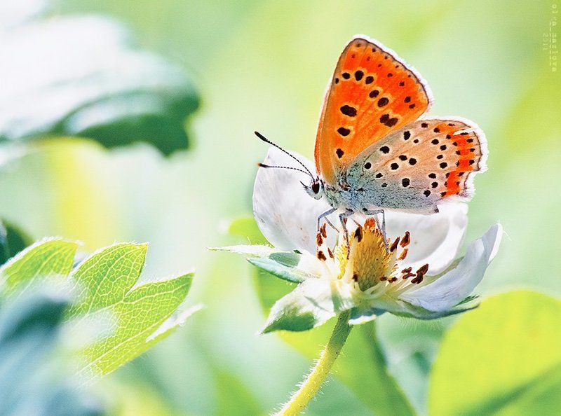 бабочка photo preview