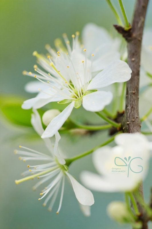 открытка, цветок, весна, белогорье, заповедник, дубрава, ворскла, лес, колючая, груша, терновник, терн photo preview