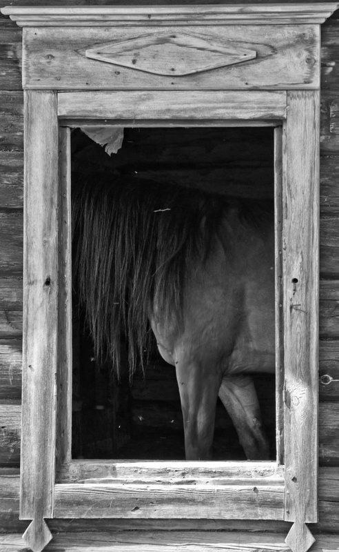 лошади photo preview