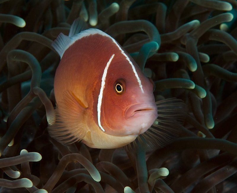 клоун, амфиприон, underwater photo preview