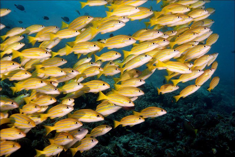similan islands, fish, yellow, underwater photo preview