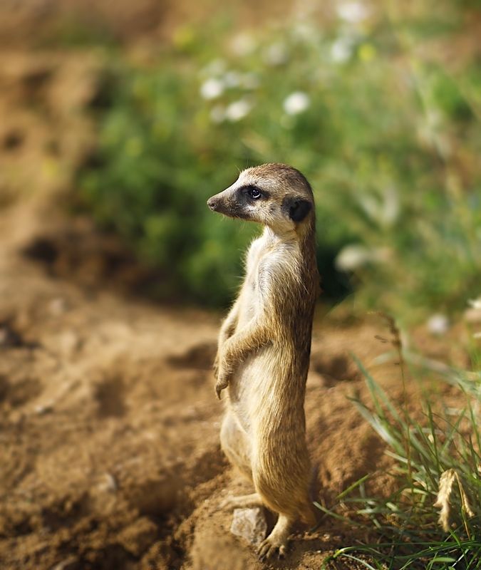 Meerkats