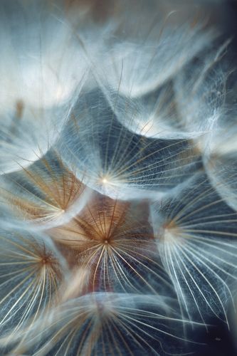 Dandelion Universe