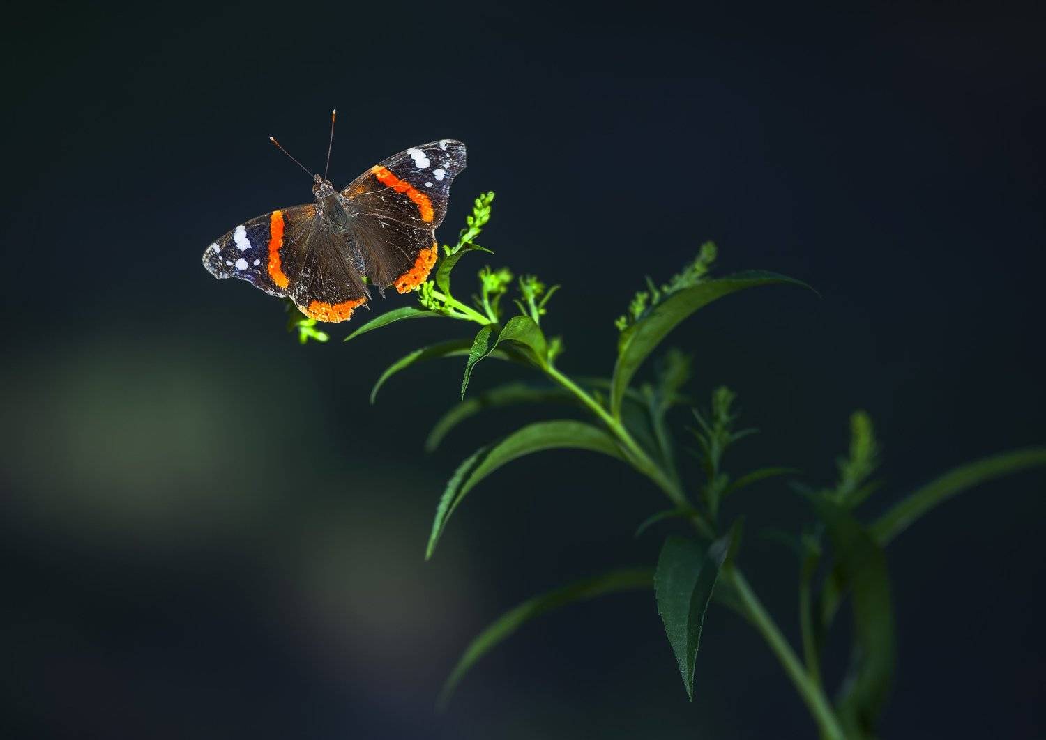 ****. Автор: Илья Логачёв бабочка, сидит, листва, растение, трава, цветы, крылья, Илья Логачёв