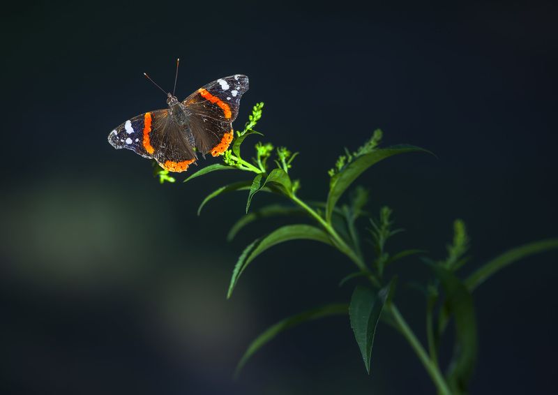 бабочка, сидит, листва, растение, трава, цветы, крылья ****photo preview