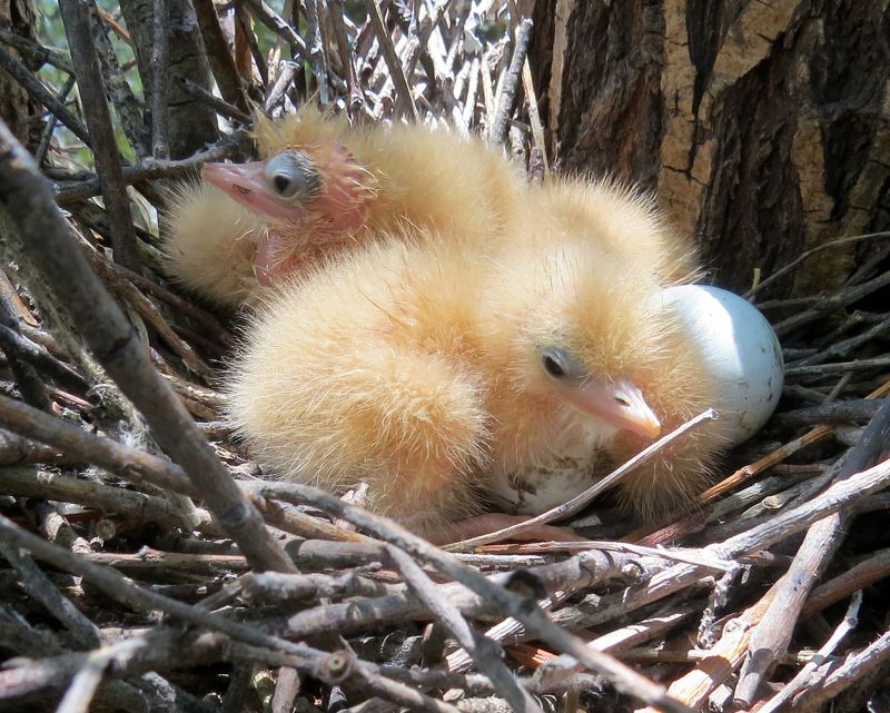 листопад Длинноносая семейкаphoto preview