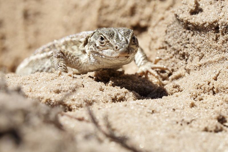 прыткая, проворная, ящерица, lacerta, agilis, разноцветная, ящурка, eremias, arguta, самарский лес Соседиphoto preview