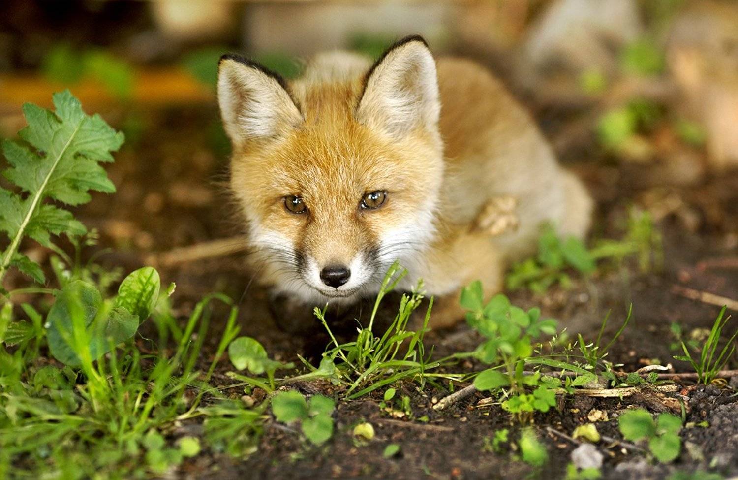 , Инна Богуславская