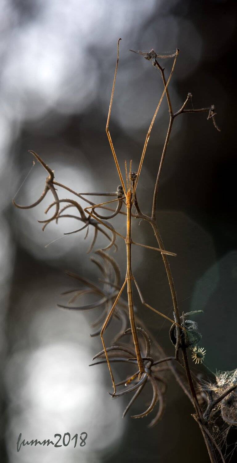 , Игорь ФУММ