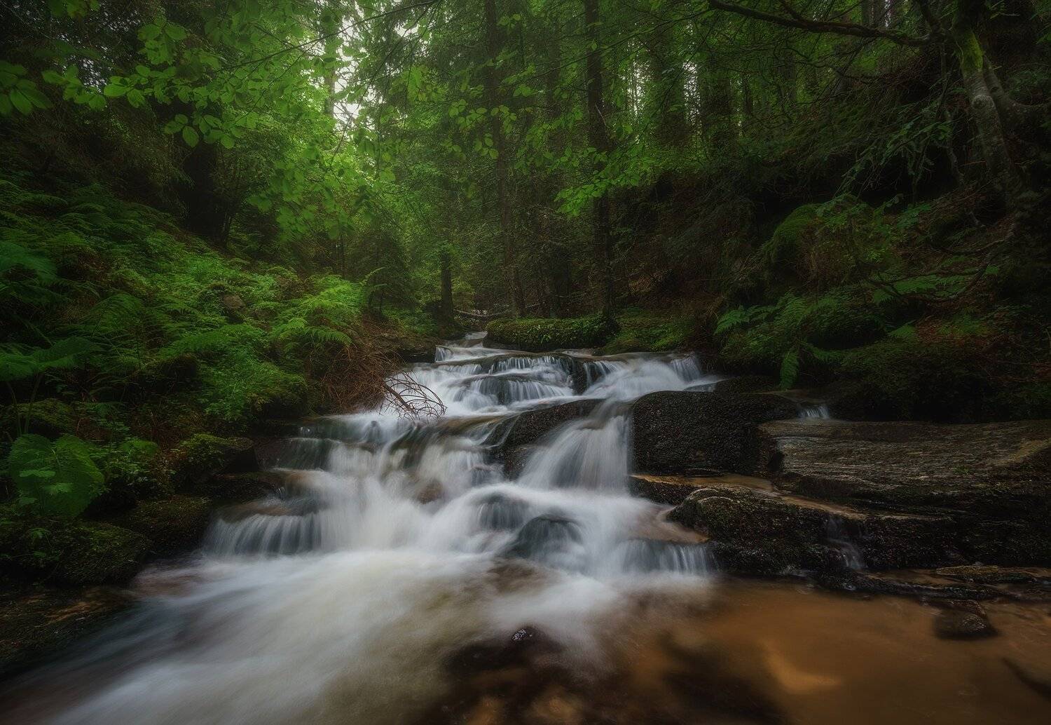 Deep in the woods. Автор: Peter Naydenov , Peter Naydenov