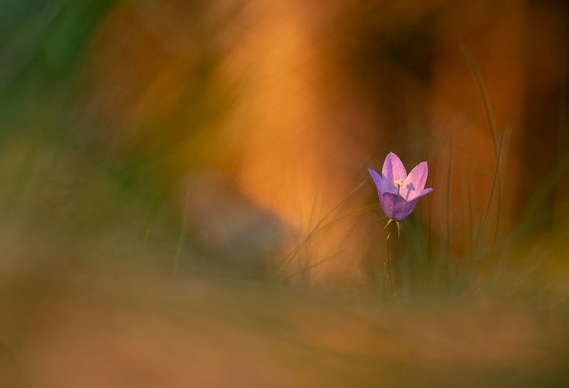 цветы,цветок,макро,растения,колокольчики,природа,бокэ Летние краскиphoto preview