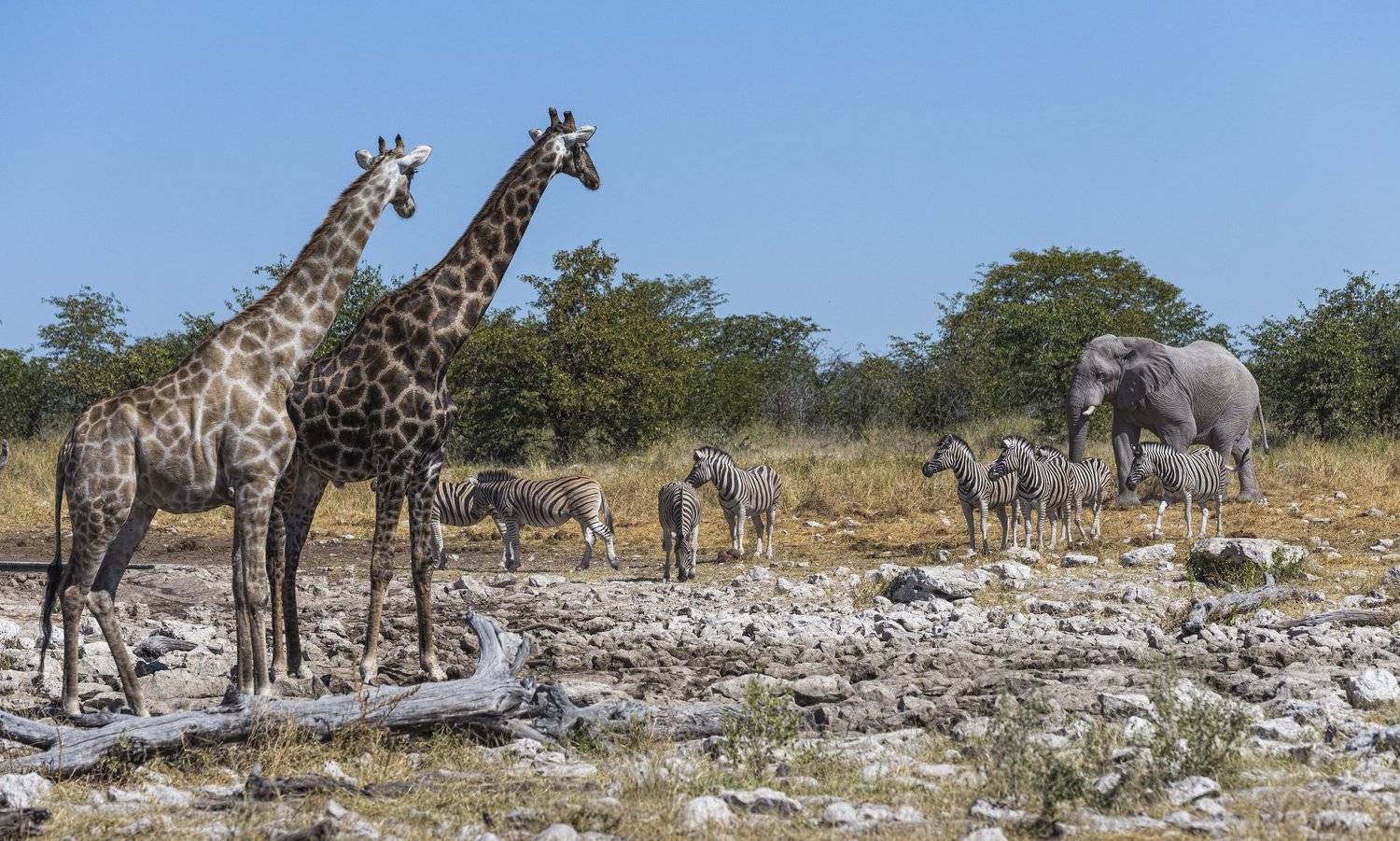 Намибия Этоша. Автор: Гайдабуров Сергей , Гайдабуров Сергей