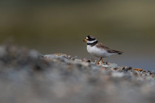 Common ringed plover