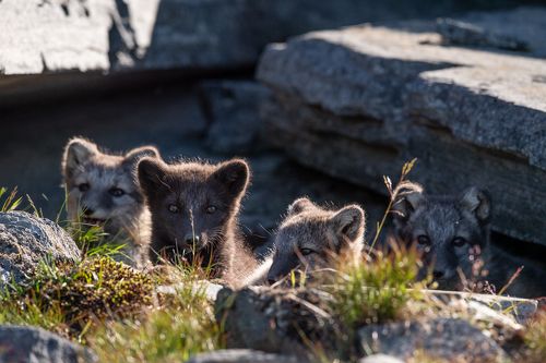 4 of the small foxes