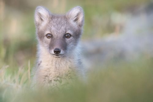 The small curious arctic fox puppy