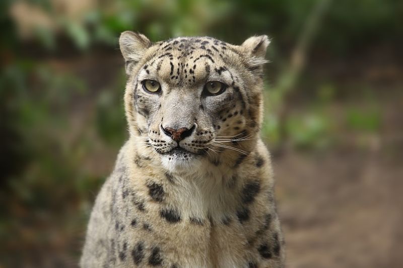 Snow Leopard