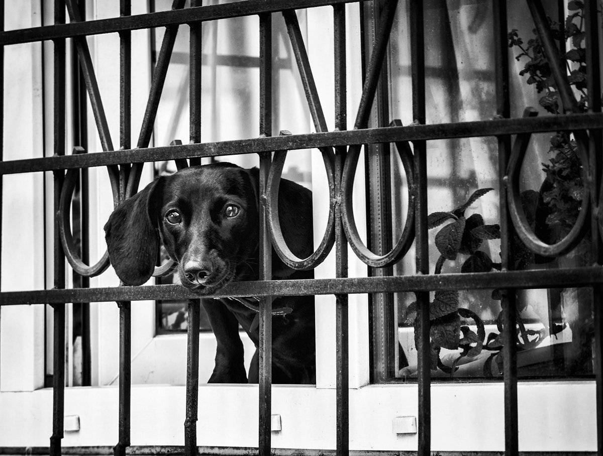 оконная сигнализация. Автор: Татьяна Аверина , Татьяна Аверина