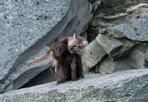 foxes