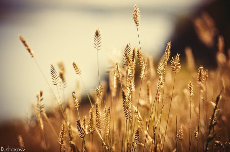 трава, колоски, лето, природа photo preview