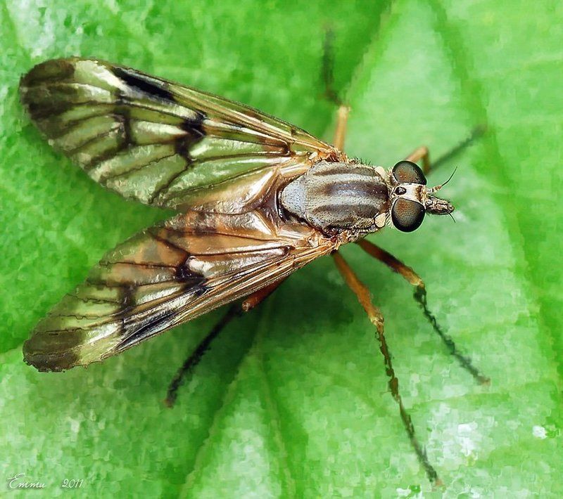 муха, природа, макро, насекомое photo preview