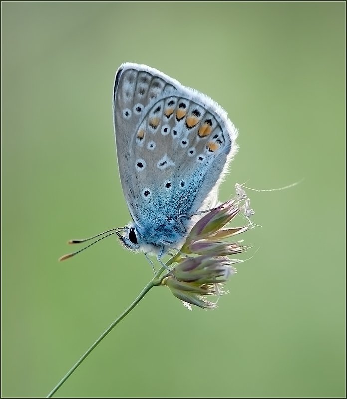 , бабочка, макро photo preview