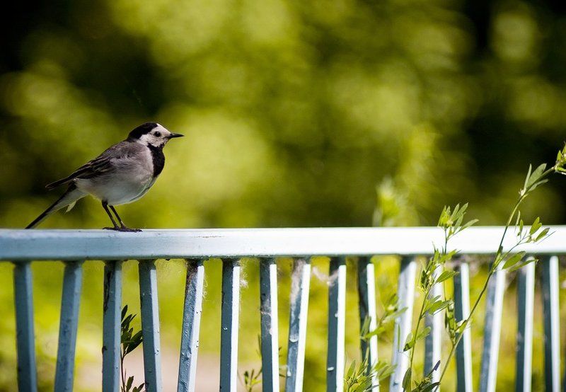 фауна, лето, природа, птица photo preview