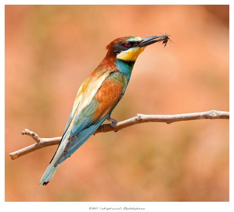 израиль, eater, bee, apiaster, merops, щурка, золотистая Золотистая щурка - Вее - еaterphoto preview