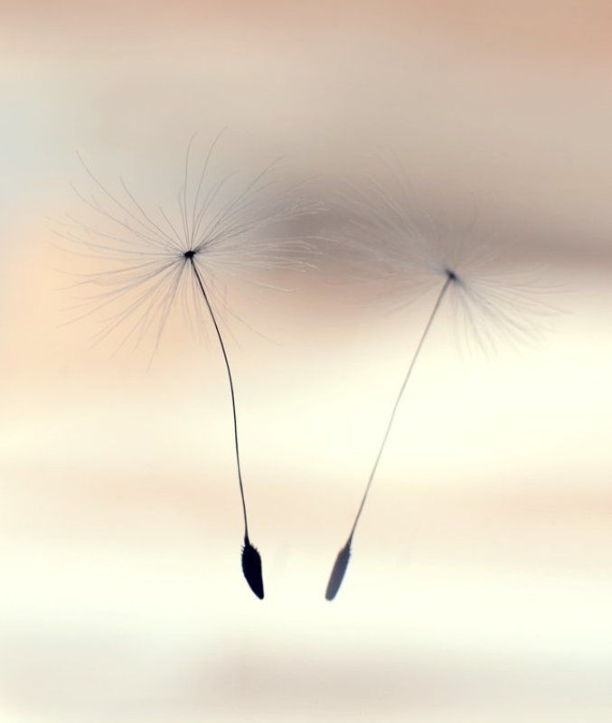 пушинка, одуванчик photo preview