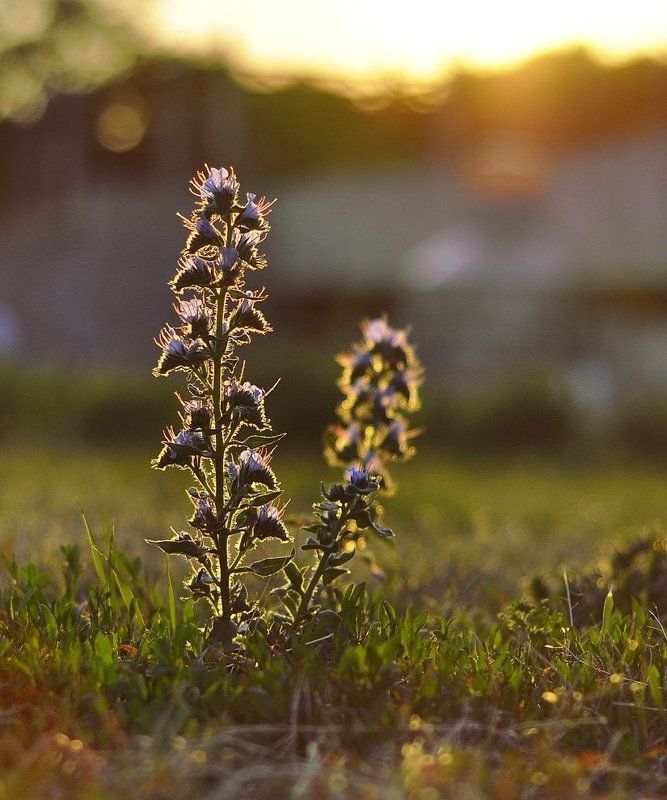 цветок, солнце, лучи photo preview