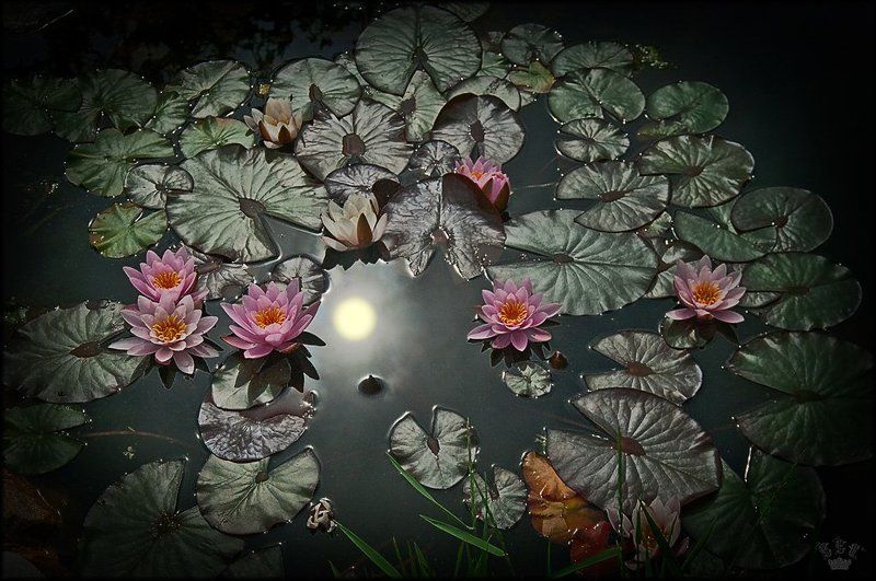 цветы photo preview