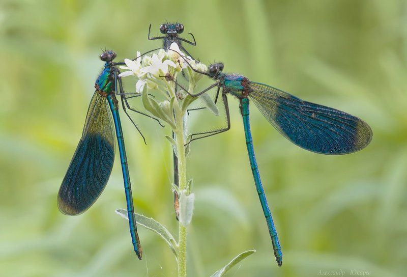 А вчера ребята вооот такую муху поймалphoto preview