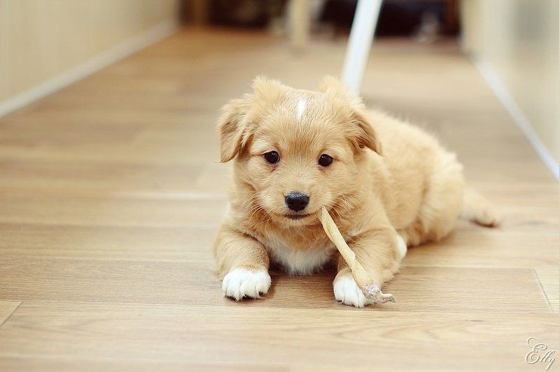 собаки, щенки, радость, игры photo preview