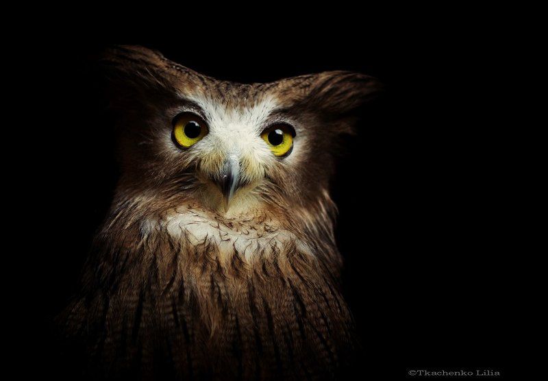 Саймонphoto preview