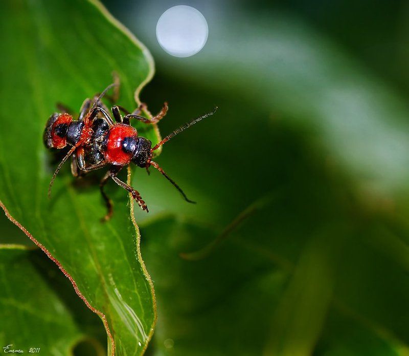 макро, природа, , насекомое photo preview