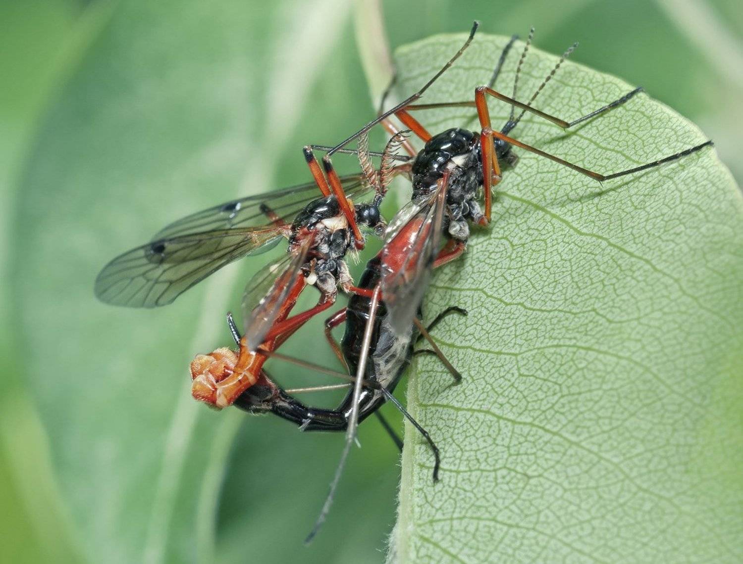 micro-nikkor af 105mm f/2.8 d, макро, raynox 250, nikon d80, Александр Кириченко