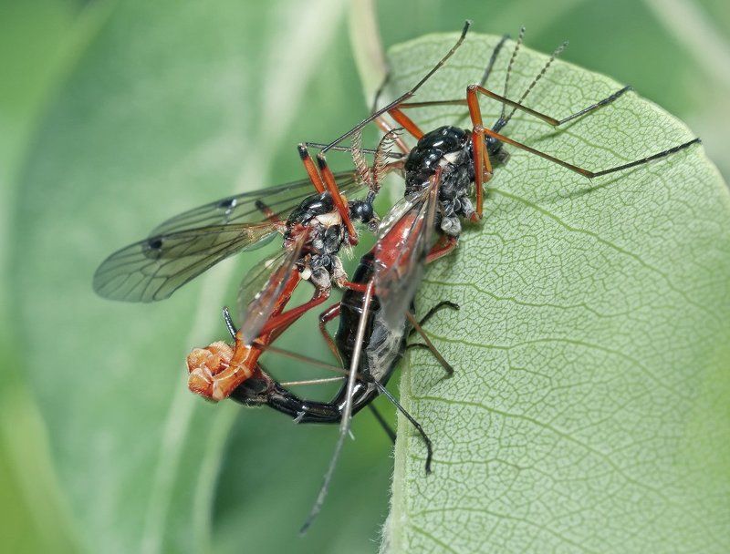 micro-nikkor af 105mm f/2.8 d, макро, raynox 250, nikon d80 Байкерыphoto preview