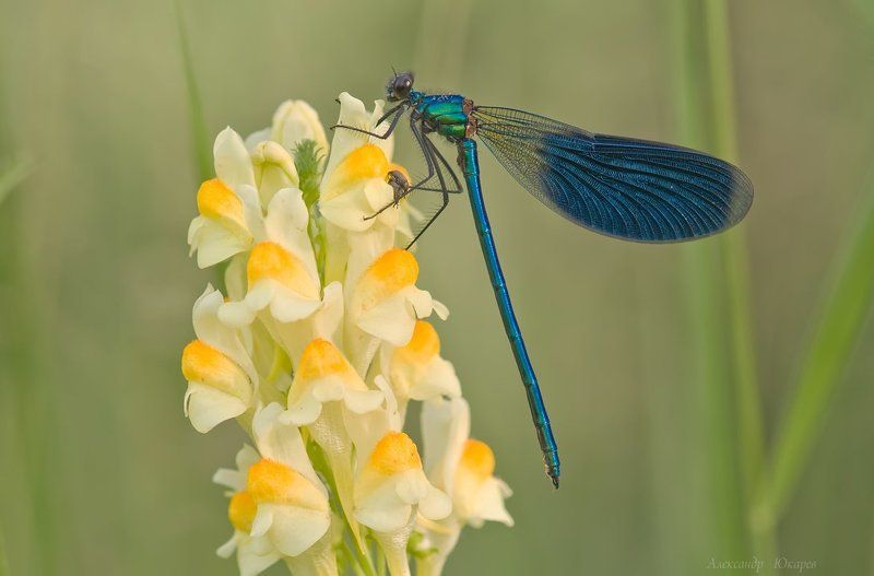 Утро стрекозы и двух маленьких счастливых жучковphoto preview