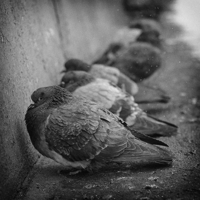 Холодные будниphoto preview