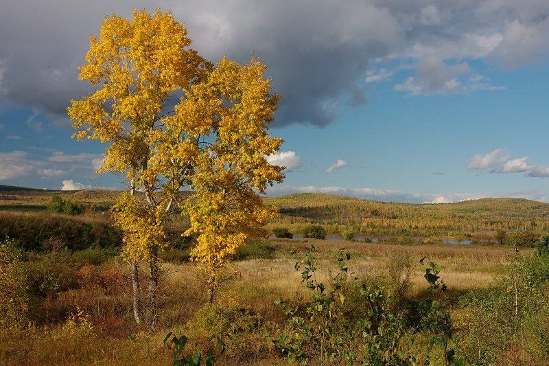 тополь, осень photo preview