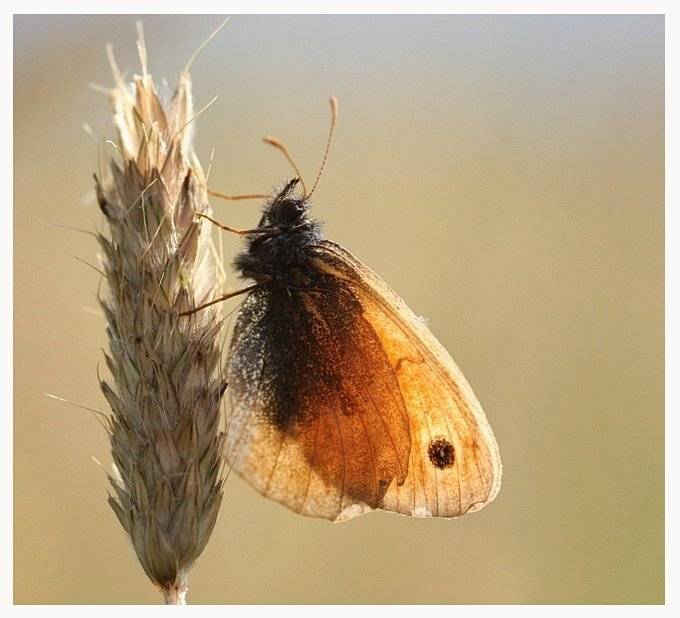 Автор: Robert , Robert