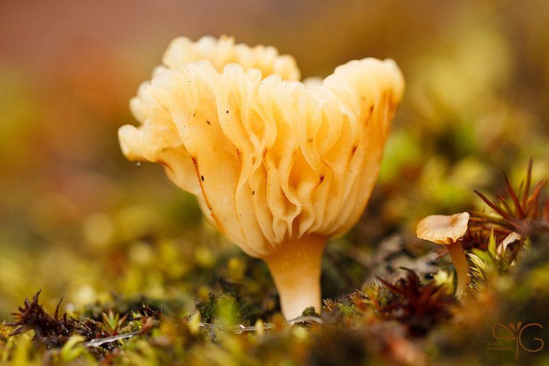 macro, rain, karelia, lehmalahti, дождь, макро, лехмалахти, карелия, fungi, грибочек, гриб photo preview