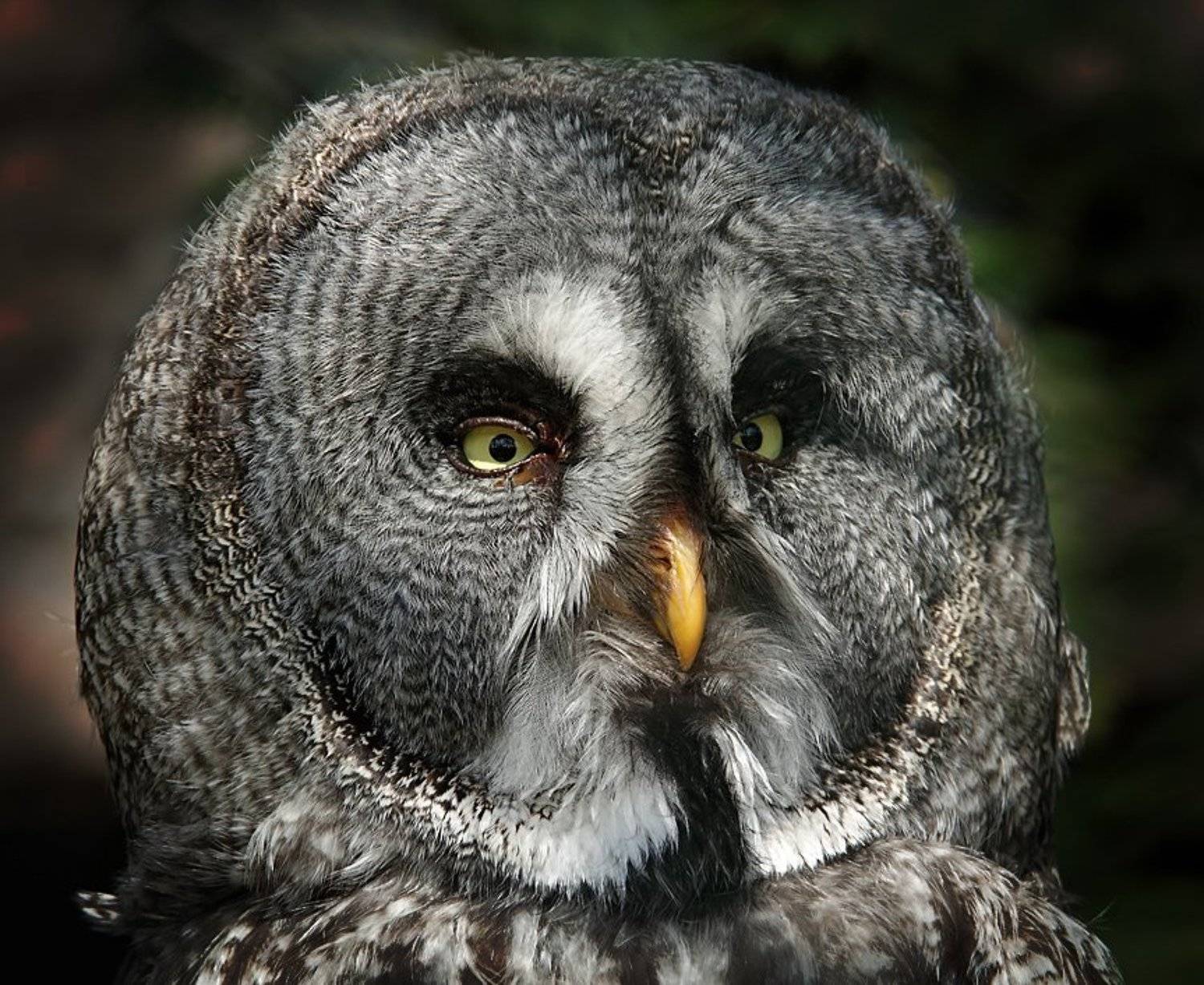 , Игорь Дубровский