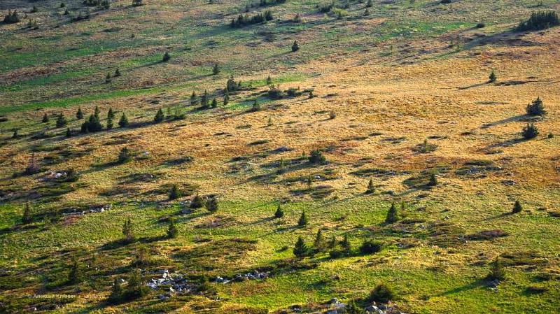 хребет, южный урал, зигальга, природа, горы, лето, елки, лес, плато photo preview