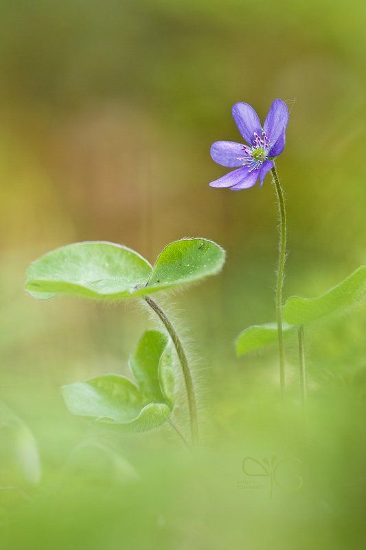 lehmalahti, лехмалахти, karelia, карелия, весна, spring, lo, ло, nobilis, hepatica, печеночница photo preview