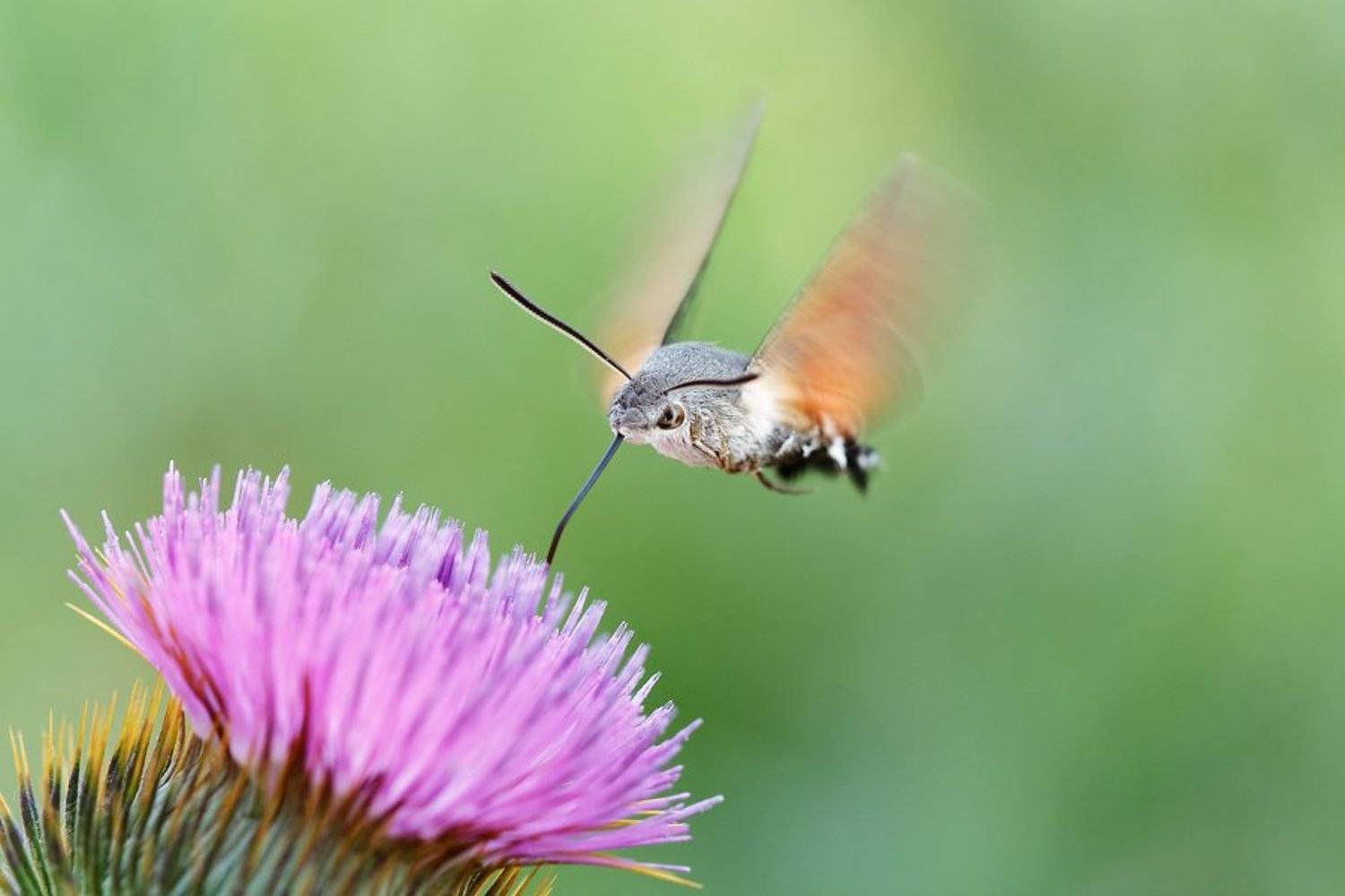 Автор: Евгений , Евгений