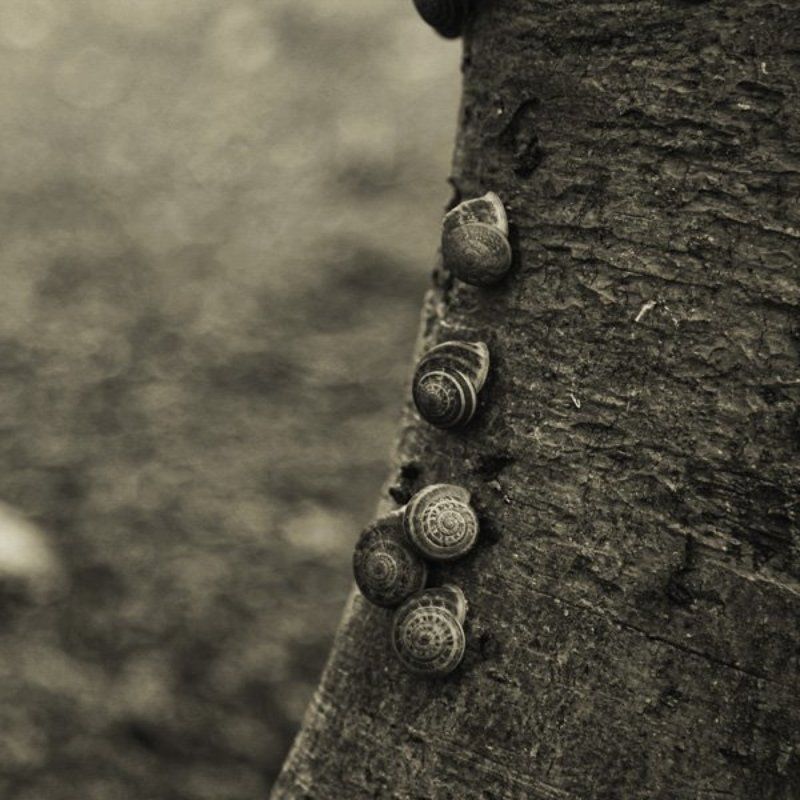 улитка, дерево photo preview