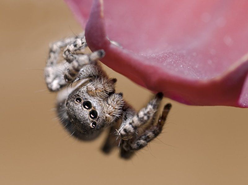 Маленький на аленькомphoto preview