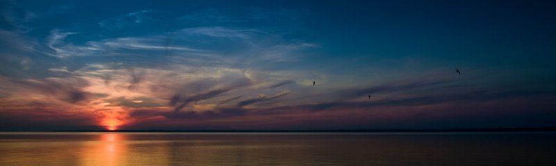 birds, little, three photo preview