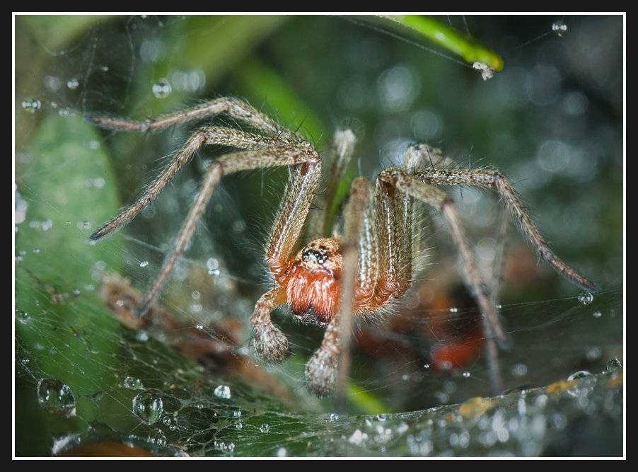 , Алексей Соловей